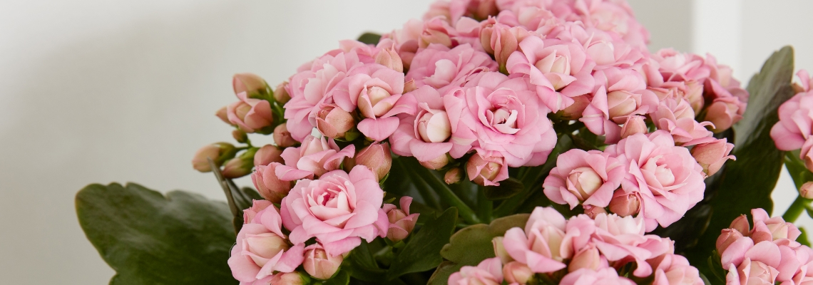 Kalanchoe Banner Image2.jpg